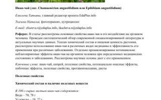 Иван чай полезные свойства и противопоказания, фото, польза, история чая