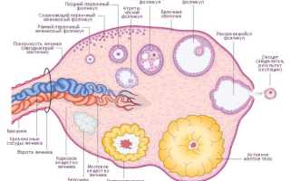 Причина снижения фолликулярного запаса яичников