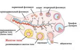 Функциональное назначение желтого тела в яичнике женщины