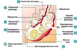 Причины появления у женщины желтого тела в левом яичнике