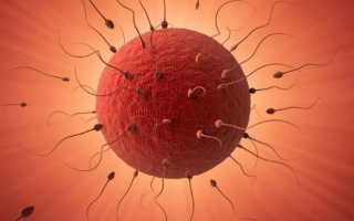 Понятие овариального резерва яичников