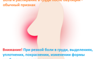 После овуляции увеличилась грудь