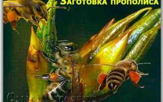 Как употреблять прополис. Происхождение прополиса