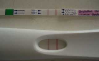 Овуляция бывает каждый месяц