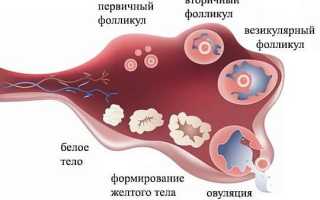 О чём свидетельствует появление белого тела в яичнике