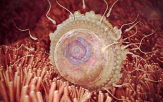 Болезненные ощущения в яичниках при беременности