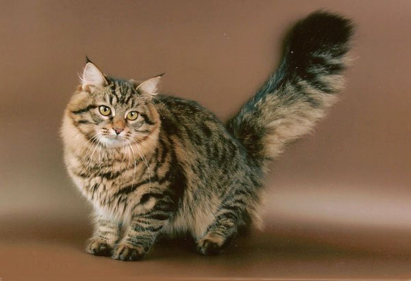 Сибирская кошка
