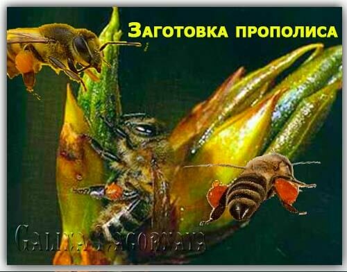 Происхождение прополиса - сбор клея с почек