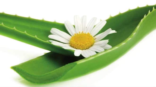 Ромашка и алоэ