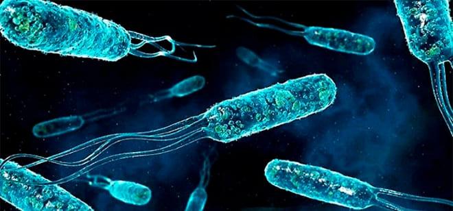 Виды бактерий