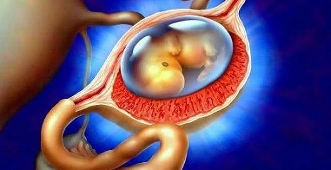 Появление беременности у девушки вне матки