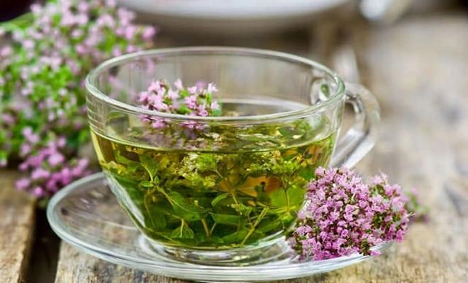 Лечение варикозного расширения вен яичника душицей