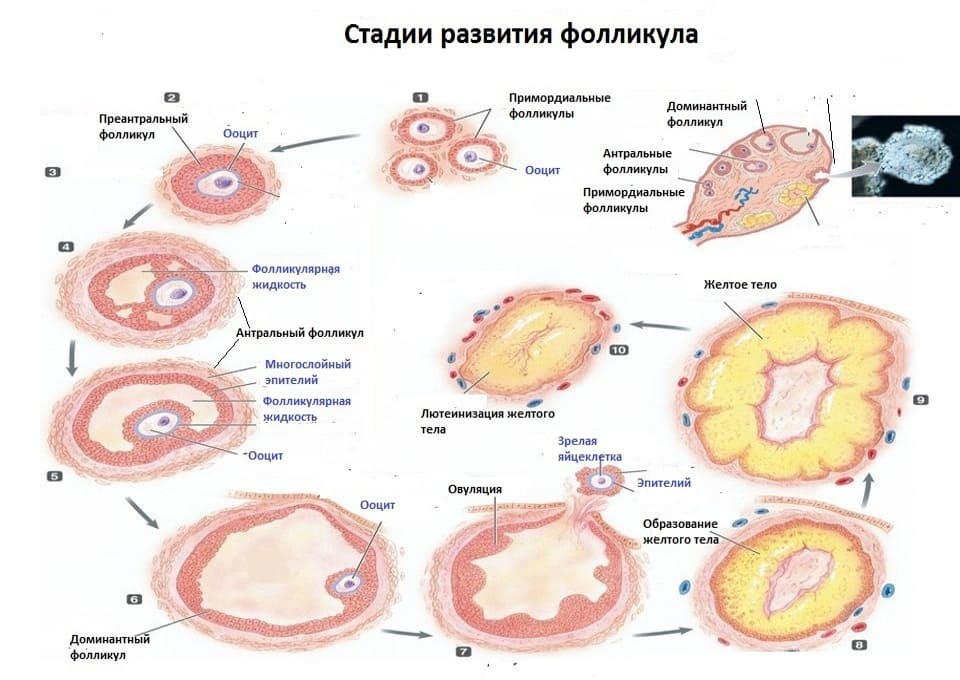 Функциональное назначение фолликула яичника