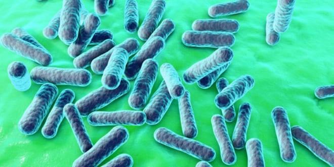 паразитирующие простейшие бактерии