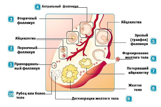 Формирование жёлтого тела в левом яичнике