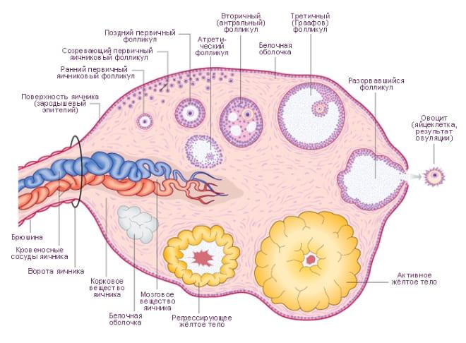 Изменение в фолликулярном аппарате