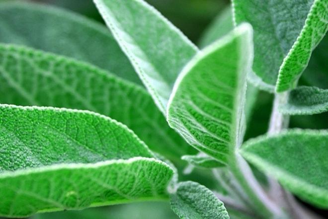 Полезные свойства травы шалфея