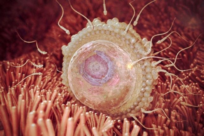 Как происходит овуляция