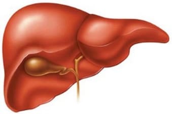 Женская печень