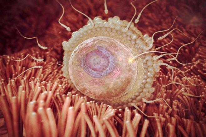 Индукторы овуляции