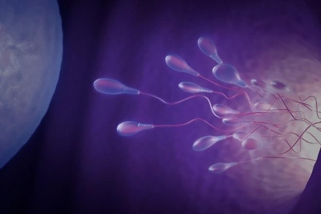 Процесс оплодотворения