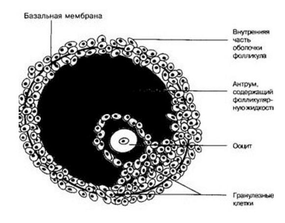 Антральный фолликул в разрезе