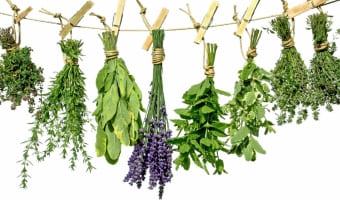 Стимуляция овуляции травами