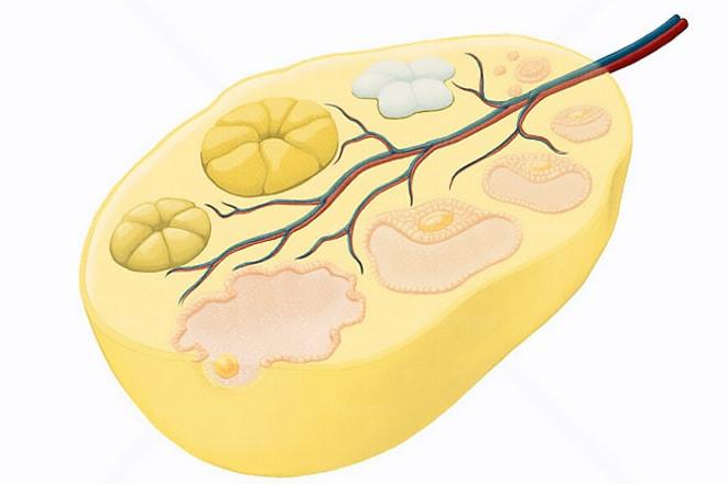 Жёлтое тело левого яичника