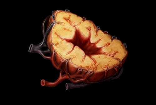 Как выглядит желтое тело яичника женщины