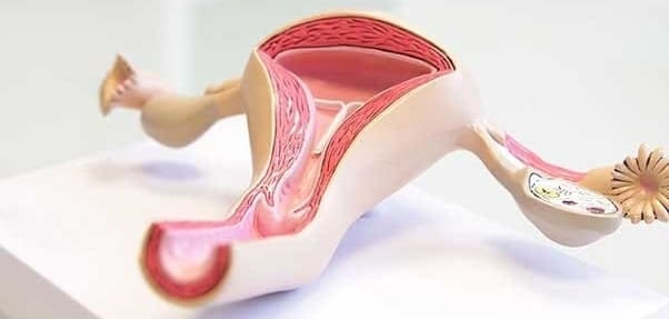 Матка и придатки у женщины